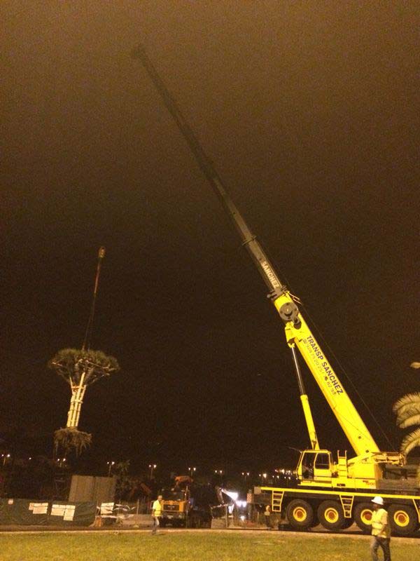 Transplant of a dragon tree - Transportes Sánchez